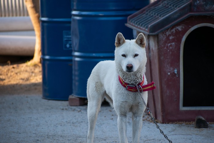 犬小屋の前に立って正面を見つめる珍島犬