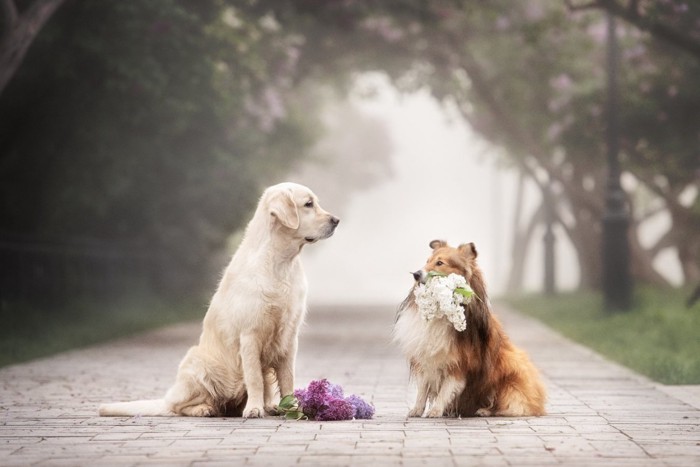 おもちゃを持ってお座りする2頭の犬