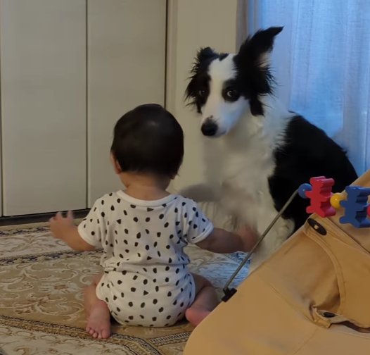 正面を見ている犬と赤ちゃんの後ろ姿
