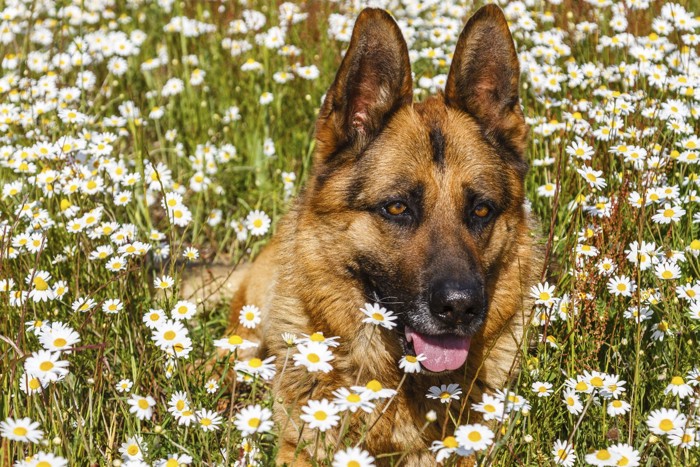 花と犬