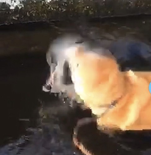 びっくりする犬