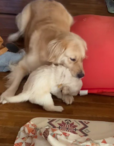 パピーを厳しくしつけるマチルダちゃん