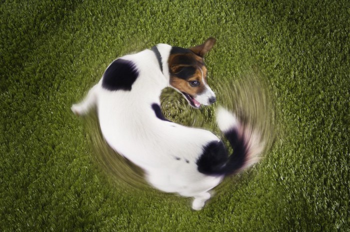 自分の尻尾を追いかけて回る犬