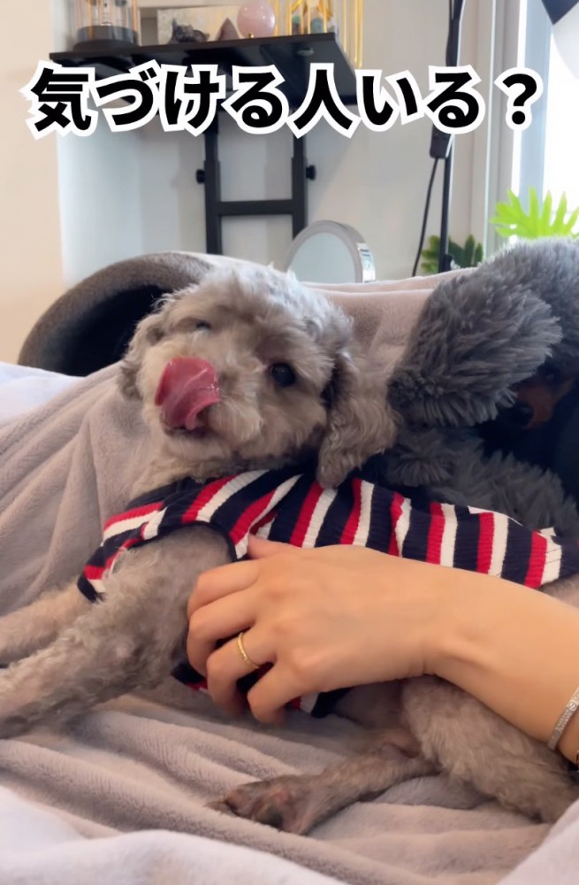 撫でられる犬