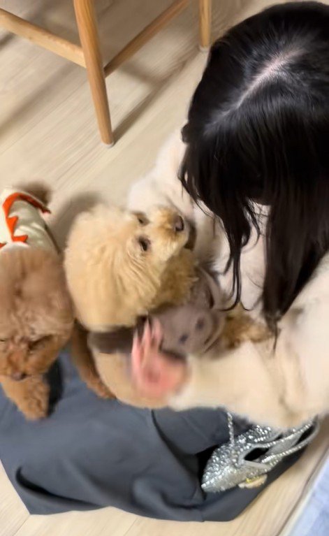 モコちゃんと飼い主さんの再会⑩