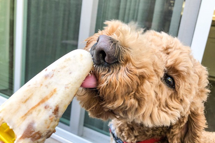 アイスを食べている犬