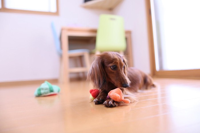 おもちゃで遊ぶダックス