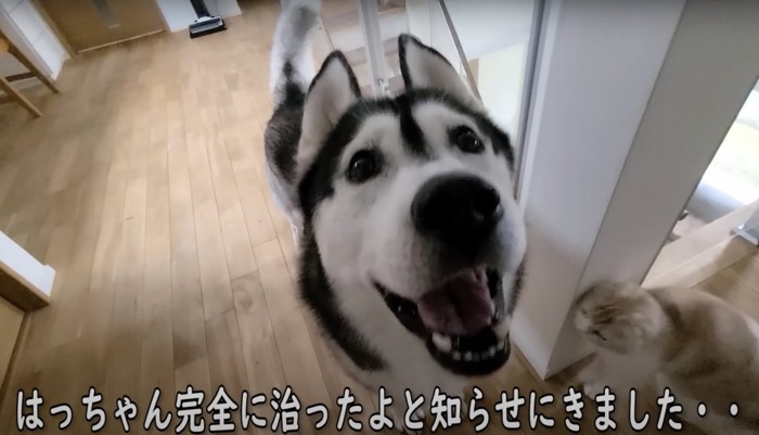 笑顔で上を見上げる犬