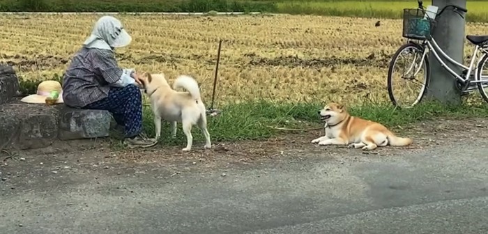 おばあちゃんと白柴と赤柴