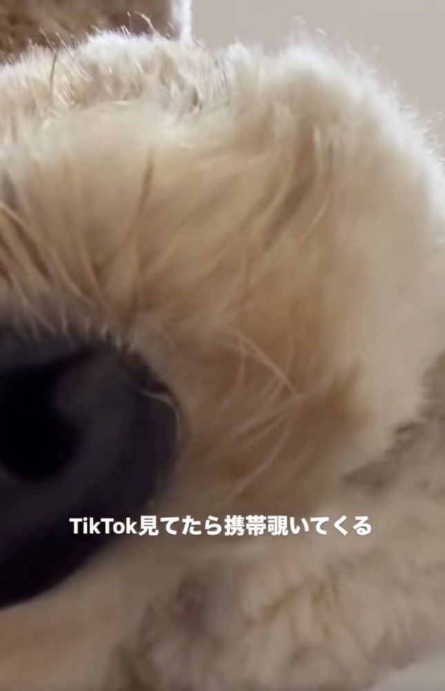 マズルどーん！