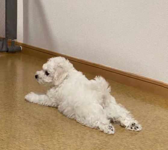 寝そべるむぎ君