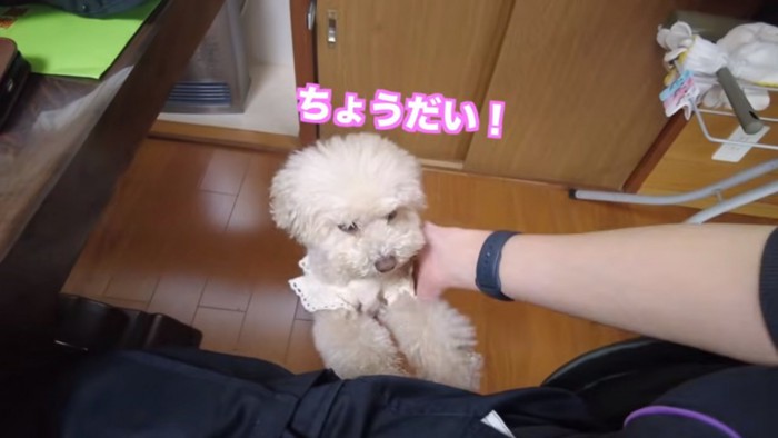 おねだりする三桜ちゃん