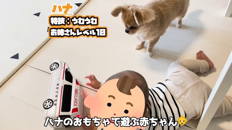 遊ぶ赤ちゃんを見る犬