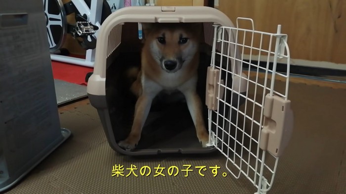 お家に到着したららちゃん