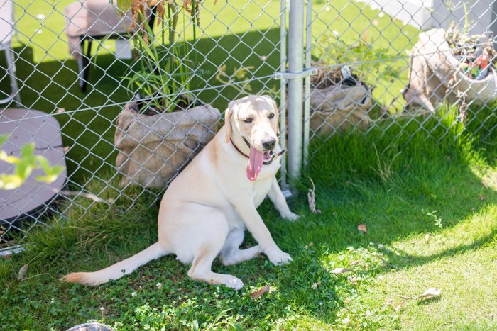 木陰で休憩する犬