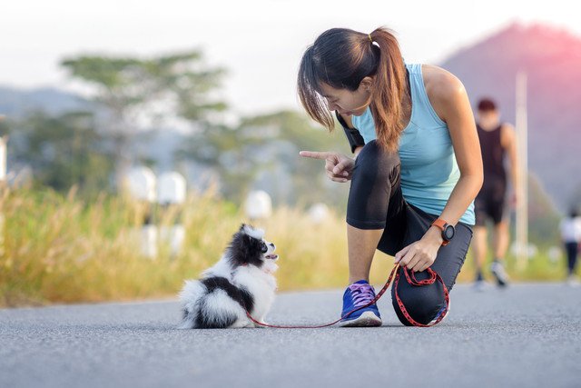 訓練中の犬と女性