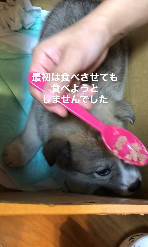 サスケくんの変化2