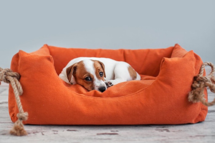 ベッドの中で丸まる子犬