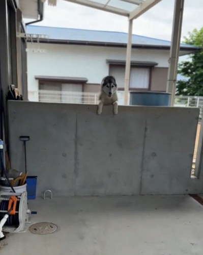 庭の塀の上から飼い主を見つめる黒い犬