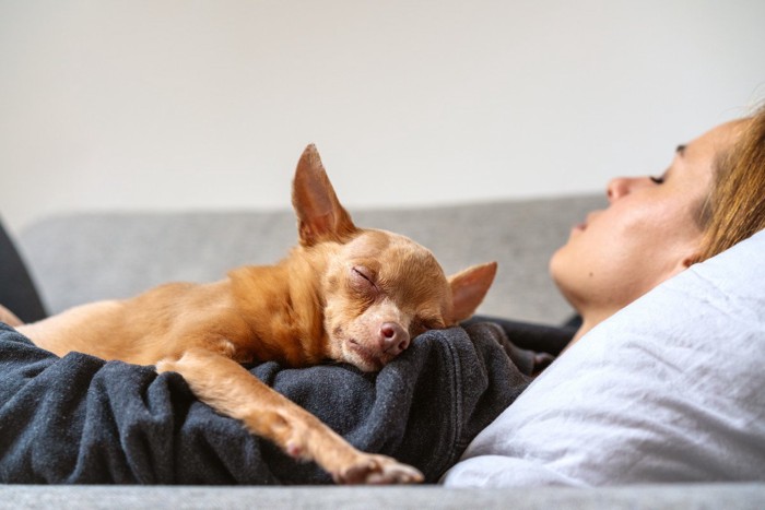 女性の胸元で眠る犬