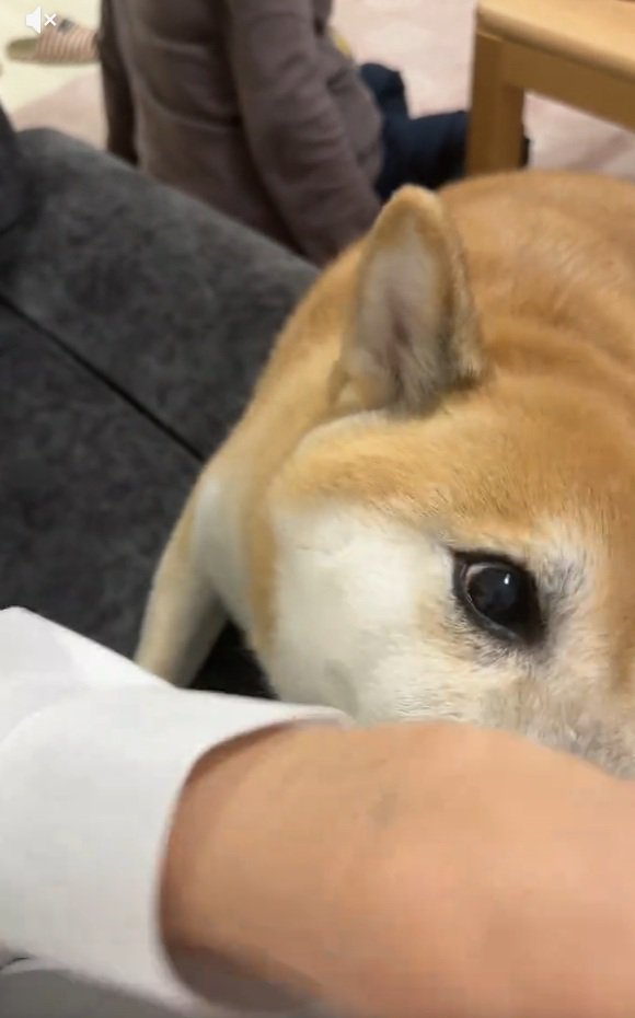 何度も繰り返す福くん