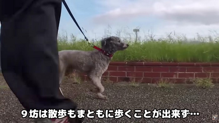 お散歩も経験がない…