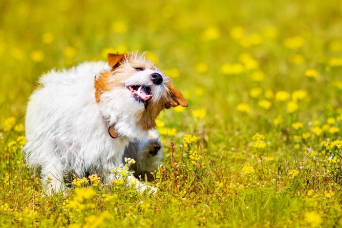 首を掻いている犬