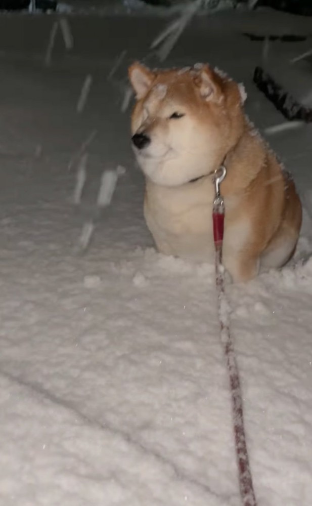 雪に埋まる柴犬