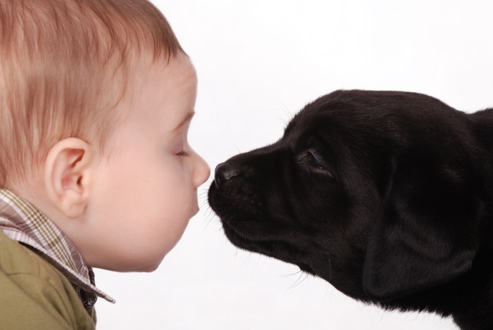 子どもと犬