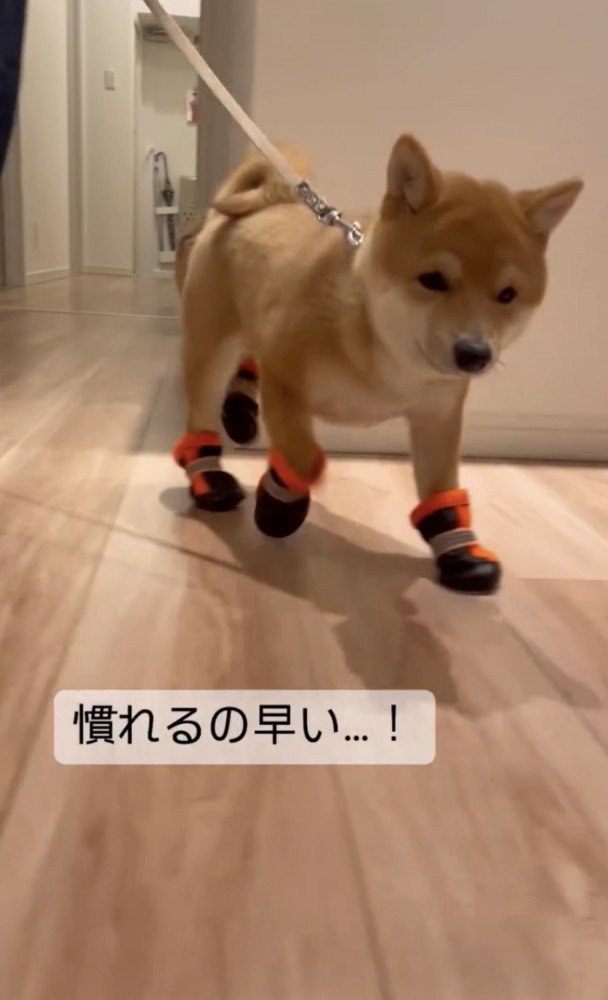 靴に慣れる犬