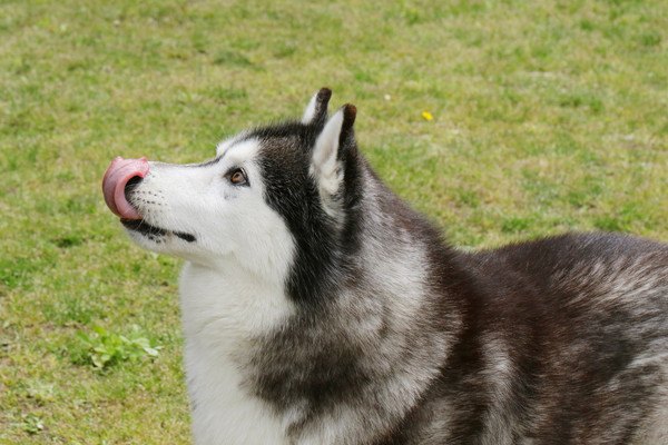 舌で鼻を舐めるシベリアンハスキー