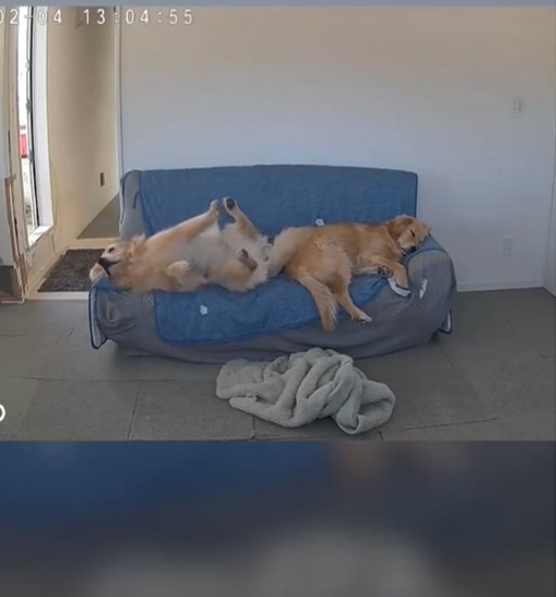 寝ている2匹の犬2