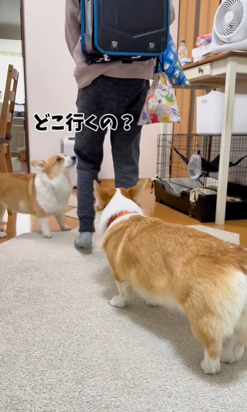 お兄ちゃんが学校に行った後のココちゃん＆ナッツちゃん4