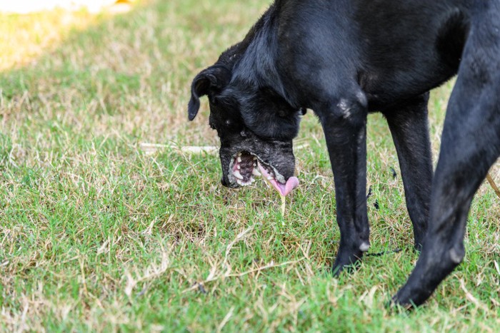 口を大きく開けて嘔吐の仕草をする黒い犬