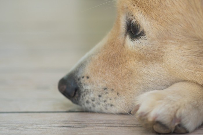 犬の横顔