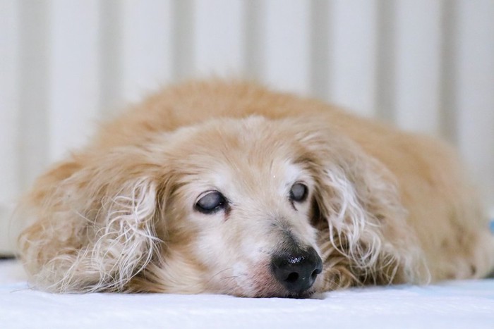 床に伏せている白内障の老犬