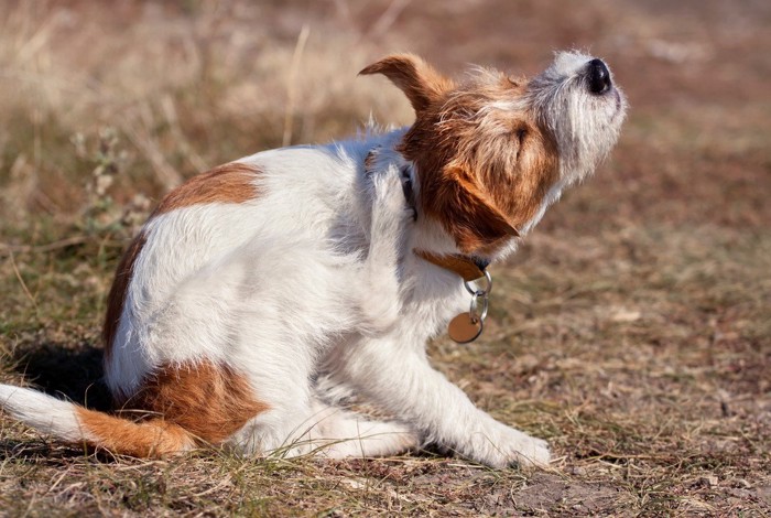 体を掻いている犬