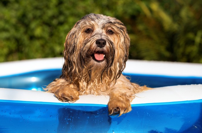 プールの縁に前足をかけて正面を見る犬