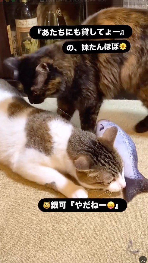 ぬいぐるみで遊ぶキジ白猫に近寄るサビ猫