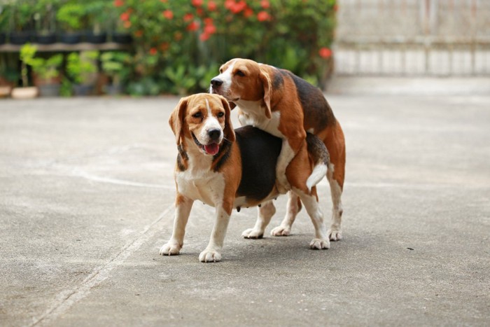 マウンティングをする犬