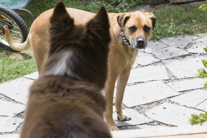 見つめ合う犬2匹