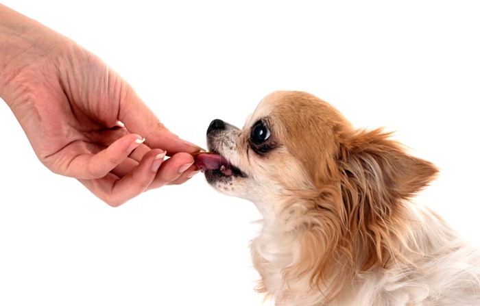 人の手から食べ物をもらっている犬