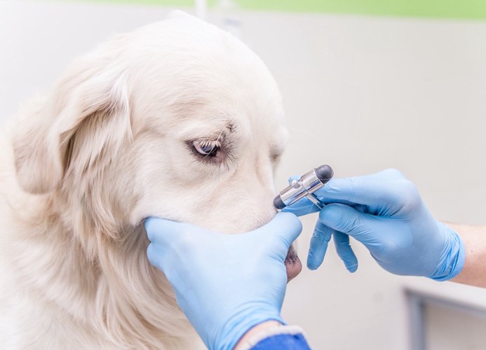 病院で鼻を診察されている犬