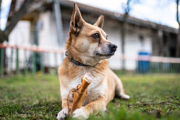 骨のおやつを持った犬