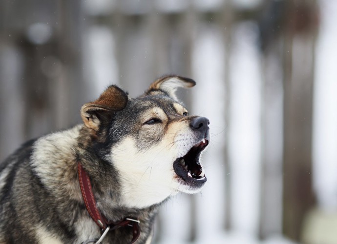 吠える犬