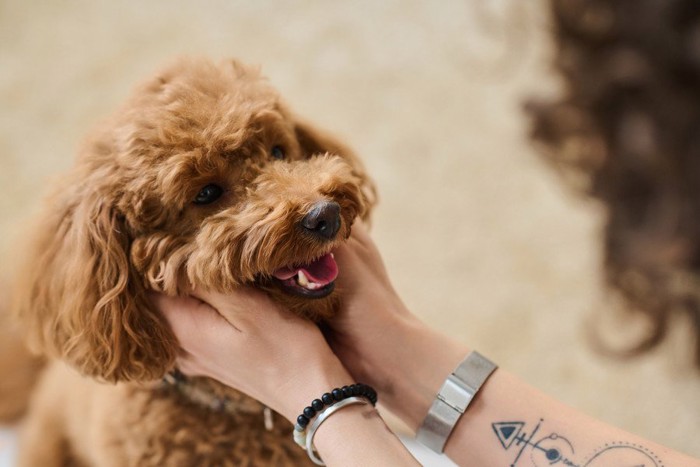 顎の下を撫でられて嬉しそうな犬
