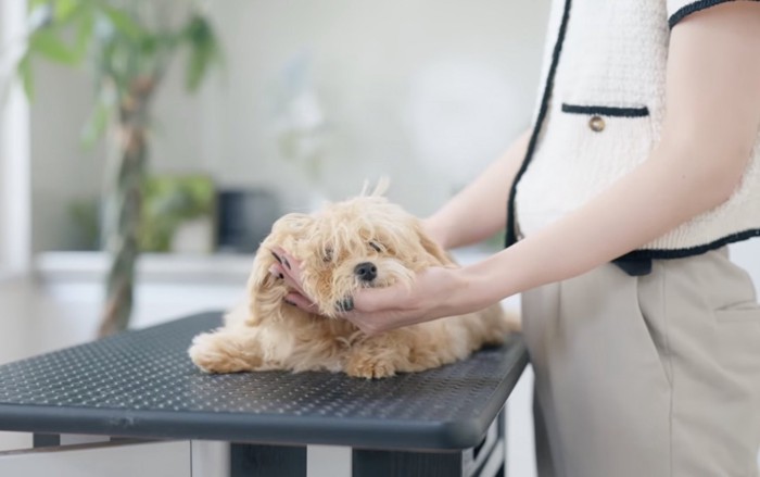 カット台に乗せられて伏せる犬