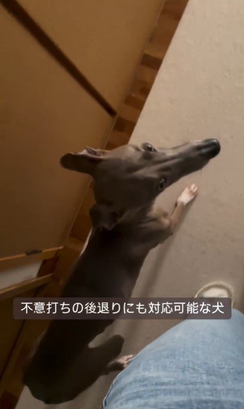 飼い主さんについて歩くプットくん5