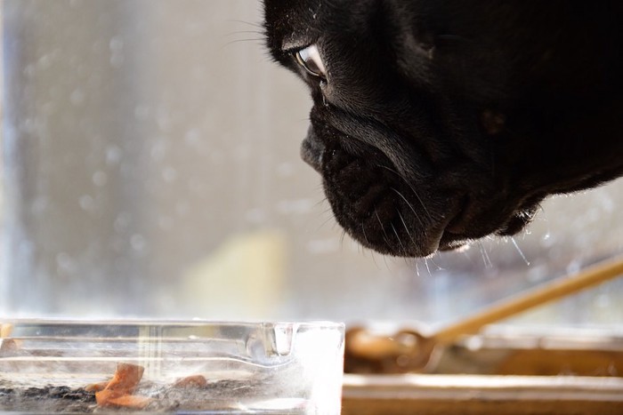 タバコの吸い殻が入っている灰皿のニオイを嗅ぐ犬