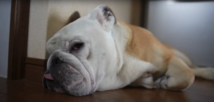 フローリングの上で舌を出して横たわる犬